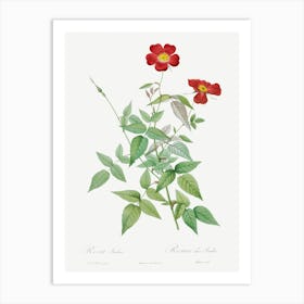 Rose, Pierre Joseph Redoute Art Print