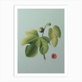 Vintage Briansole Figs Botanical Art on Mint Green n.0980 Art Print