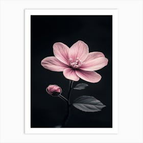 Pink Flower On Black Background 12 Art Print