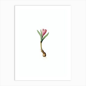 Vintage Spring Meadow Saffron Botanical Illustration on Pure White n.0172 Art Print