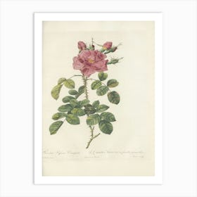 Rose Illustration, Pierre Joseph Redoute, Pierre Joseph Redoute (121) Art Print