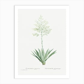 Furcraea Gigantea, Pierre Joseph Redoute Art Print