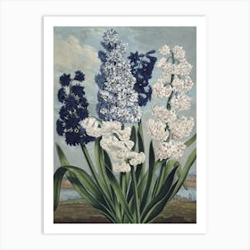 Vintage Thornton 6 Hyacinths Art Print