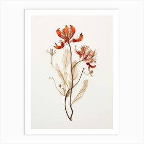 Pressed Flower Botanical Art Kangaroo Paw 3 Art Print