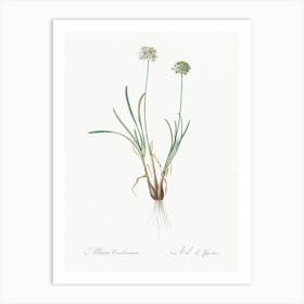 Allium Carolinianum Illustration From Les Liliacées (1805), Pierre Joseph Redoute Art Print