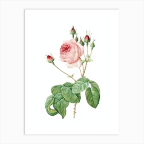 Vintage Cabbage Rose Botanical Illustration on Pure White n.0250 Art Print