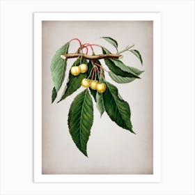 Vintage Cherry Botanical on Parchment n.0643 Art Print