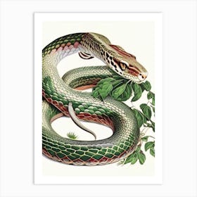 Sumatran Pit Viper Snake Vintage Art Print