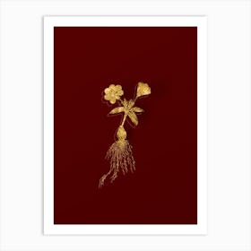 Vintage Cape Tulip b Botanical in Gold on Red n.0480 Art Print