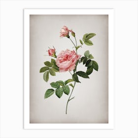 Vintage Pink Rose Turbine Botanical on Parchment Art Print