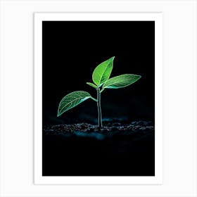 Young Green Plant On Black Background 3 Art Print