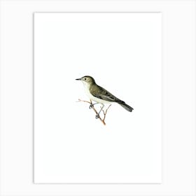 Vintage Tree Warbler Bird Illustration on Pure White n.0137 Art Print