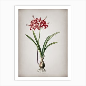 Vintage Guernsey Lily Botanical on Parchment Art Print