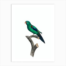 Vintage Swift Parrot Bird Illustration on Pure White 1 Art Print