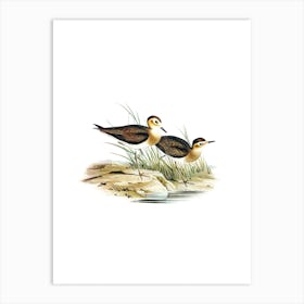 Vintage Brown Plover Bird Illustration on Pure White n.0171 Art Print