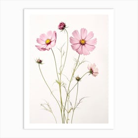 Pressed Flower Botanical Art Cosmos 2 Art Print