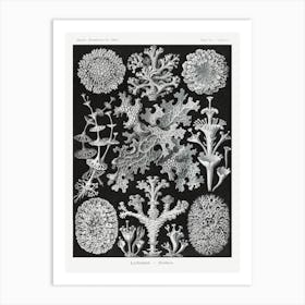 Lichenes–Flechten, Ernst Haeckel Art Print