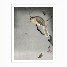 Buffalo Wing Shrike And Spider (1900 1930), Ohara Koson Art Print