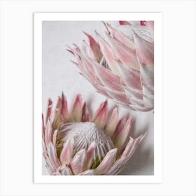 Still Pink Proteas Art Print