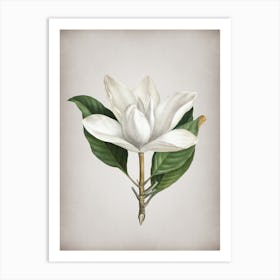 Vintage White Southern Magnolia Botanical on Parchment n.0923 Art Print