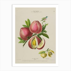 Pomegranate 5 Art Print