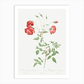Red Rose, Also Known As Bengal In Bouquet, Pierre Joseph Redoute Art Print