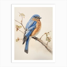 Vintage Bird Drawing Bluebird 2 Art Print