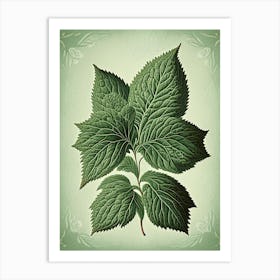 Mint Leaf Vintage Botanical 2 Art Print