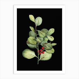 Vintage Lingonberry Evergreen Shrub Botanical Illustration on Solid Black n.0401 Art Print