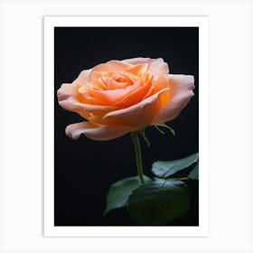 Peach Rose 29 Art Print