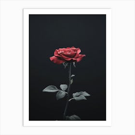 Rose On A Black Background 33 Art Print