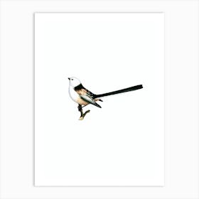 Vintage Long Tailed Tit Bird Illustration on Pure White n.0092 Art Print