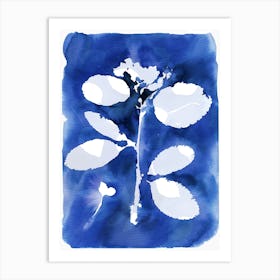 Cyanotype Botanical 2 Art Print