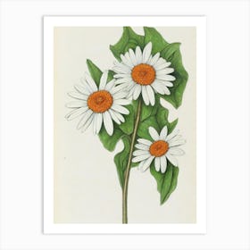 Daisies Vintage Botanical Flower Art Print