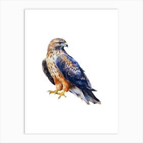 Hawk Isolated On White Background Art Print