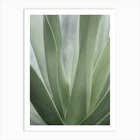 Sage green botanical cactus - Mexico nature and travel photography by Christa Stroo Art Print
