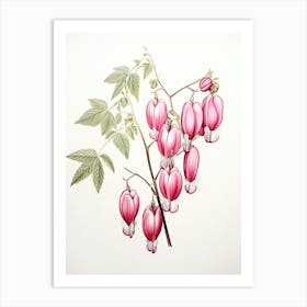 Bleeding Hearts Flower Vintage Botanical 3 Art Print