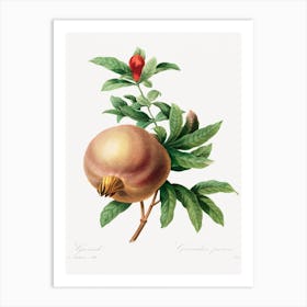 Grenade (Pomegranate), Pierre Joseph Redouté Art Print
