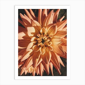 Dahlia Art Print