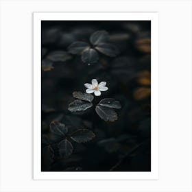 Single Flower In The Dark 26 Art Print