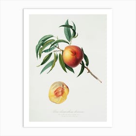 Peach (Persica Julodermis) From Pomona Italiana (1817 - 1839), Giorgio Gallesio 3 Art Print