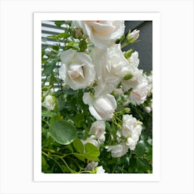 Img 5069 White roses Art Print