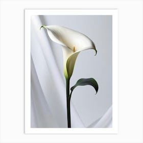 Calla Lily 6 Art Print