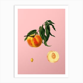 Vintage Peach Botanical on Soft Pink n.0100 Art Print