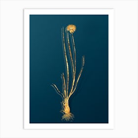 Vintage Allium Foliosum Botanical in Gold on Teal Blue Art Print