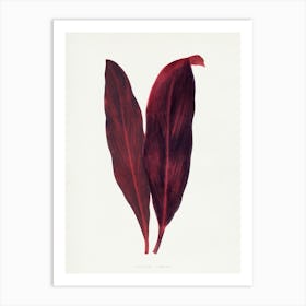 Vintage Botanical Art Print _2643244 Art Print