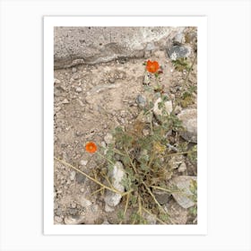 Cactus Flower 1 Art Print