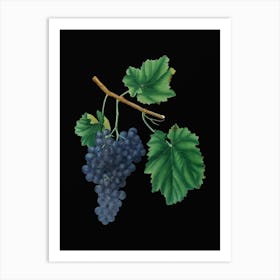 Vintage Lacrima Grapes Botanical Illustration on Solid Black n.0072 Art Print