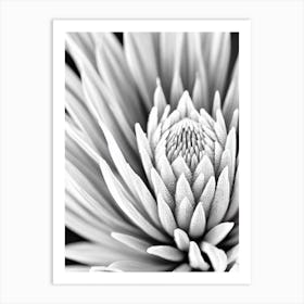 Proteas B&W Pencil 3 Flower Art Print