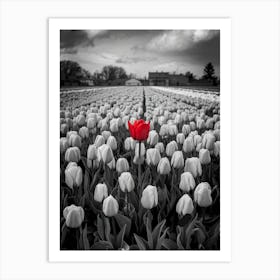 Single Red Tulip Art Print